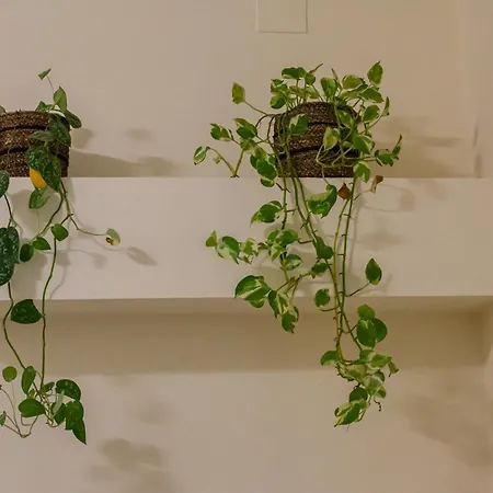 Nel Cuore Di 파엔차
